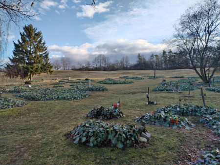 Lidice rostlinný